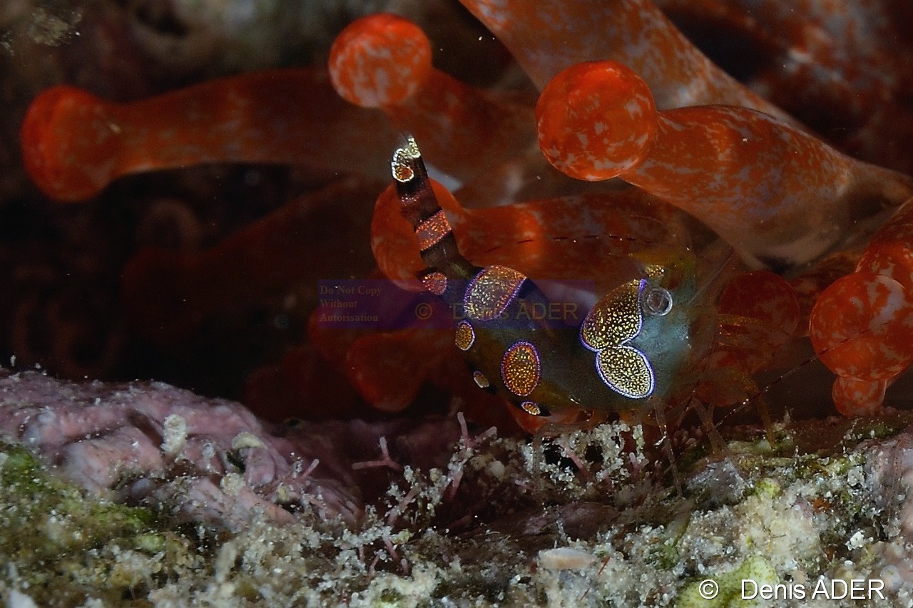Thor-amboinensis crevette thor-Bonaire Buddy Reef-13m-20180222nuit-Denis-ADER-C_7611-1_tn.jpg